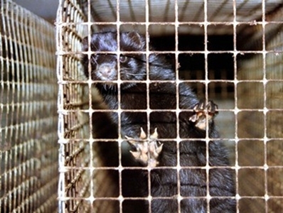 Arbeitskreis humaner Tierschutz e.V. stellt Strafanzeige gegen Nerzfarm Arbeitskreis humaner Tierschutz e.V. stellt Strafanzeige gegen Nerzfarm