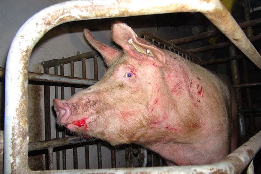 Mutterschwein im sogenannten „Kastenstand“, in einer Mastanlage in Baden-Württemberg © VIER PFOTEN