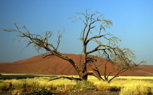 Printzipia unterstützt Klimaschutz in Togo Printzipia unterstützt Klimaschutz in Togo