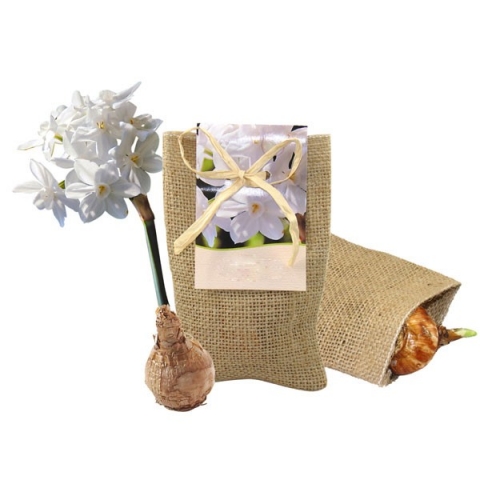 Natur-Säckchen mit Narzissen-Zwiebel und Erdtablette Natur-Säckchen mit Narzissen-Zwiebel und Erdtablette