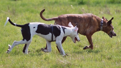 Auch für diese beiden Vierbeiner ist die Hundeversicherung unverzichtbar Auch für diese beiden Vierbeiner ist die Hundeversicherung unverzichtbar