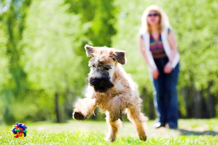 Die Hundeoperationsversicherung bietet Schutz für ein langes Hundeleben Die Hundeoperationsversicherung bietet Schutz für ein langes Hundeleben