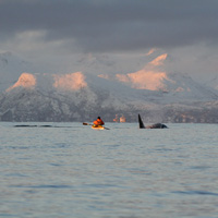 Orcas in Sicht – Im Seekajak auf den Lofoten (c) Tysfjord active