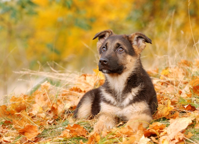 Sicherheit im Schadensfall bietet die Hundehaftpflicht Sicherheit im Schadensfall bietet die Hundehaftpflicht