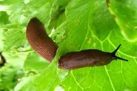 Schneckenbekämpfung: Mit dem Klimawandel und den Temperaturveränderungen hat sich auch das Schnecken Schneckenbekämpfung: Mit dem Klimawandel und den Temperaturveränderungen hat sich auch das Schnecken