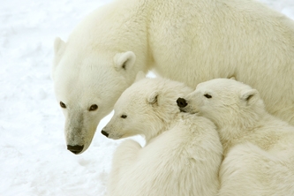 Eisbärenbeobachtung in Churchill / Kanada Eisbärenbeobachtung in Churchill / Kanada
