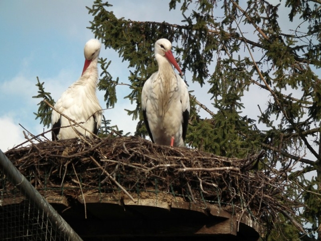 Die ersten Störche sind zurück - Storchenentdeckungstouren in der Südpfalz mit genussradeln-pfalz Die ersten Störche sind zurück - Storchenentdeckungstouren in der Südpfalz mit genussradeln-pfalz