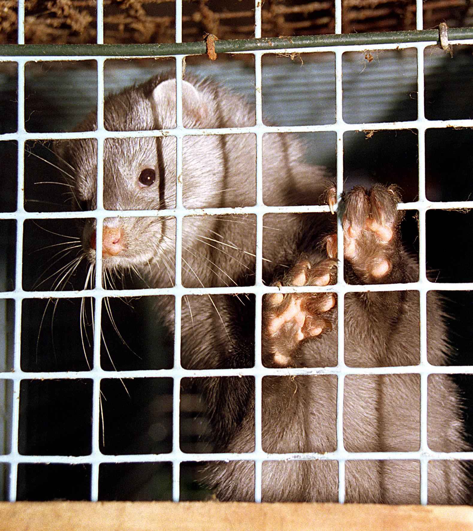 Arbeitskreis humaner Tierschutz e.V. stellt Strafanzeige gegen Nerzfarm in Wesenberg Arbeitskreis humaner Tierschutz e.V. stellt Strafanzeige gegen Nerzfarm in Wesenberg