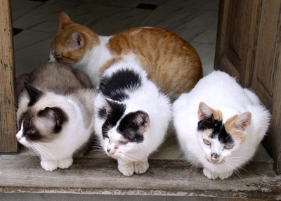 Für die Samtpfote unerlässlich: Die Katzenkrankenversicherung für ein langes und gesundes Leben Für die Samtpfote unerlässlich: Die Katzenkrankenversicherung für ein langes und gesundes Leben