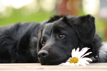 Mit der Uelzener Hunde-OP-Versicherung gut geschützt durch ein langes Hundeleben