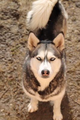 Für ihn und seine Artgenossen ist in mehreren Bundesländern die Hundehaftpflichtversicherung gesetzl Für ihn und seine Artgenossen ist in mehreren Bundesländern die Hundehaftpflichtversicherung gesetzl