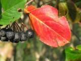 Rotfärbung der Aroniaplanzen im Herbst: der Rotfärbung der Aroniaplanzen im Herbst: der