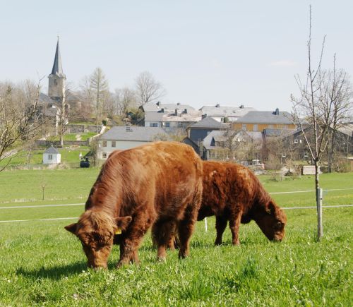 Hahn Fleisch Hahn Fleisch