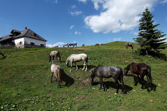 Von Juni bis Mitte September verbringen die jungen Lipizzanerhengste ihren?Sommerurlaub? auf der nah Von Juni bis Mitte September verbringen die jungen Lipizzanerhengste ihren?Sommerurlaub? auf der nah