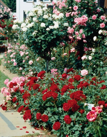 Rosen bringen jeden Garten zum Strahlen