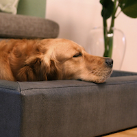 Hundebett CUBE aus Kunstleder Hundebett CUBE aus Kunstleder