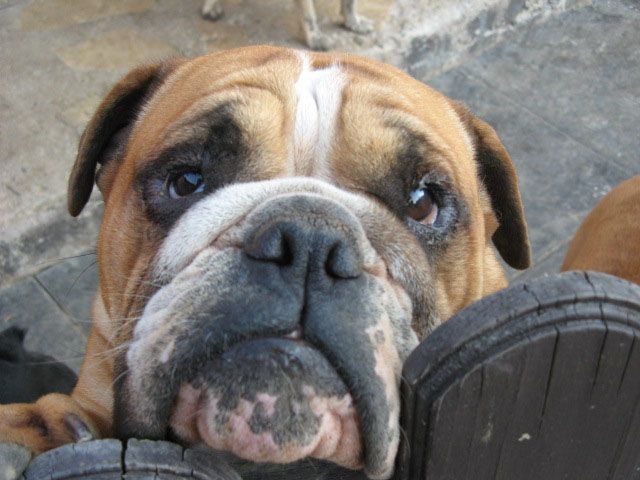 Tiere in den Tierheimen lieben ihre Tierpfleger
