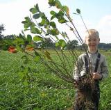 Die Wildpflanze Aronia melanocarpa: wurzelnackte Pflanzen werden ohne Topf und Erde geliefert und mü