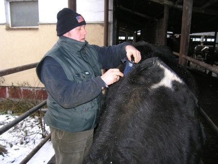 Dr. Jens Unrath, FFG-Mitarbeiter,  bringt Messsensoren an einer Milchkuh an.