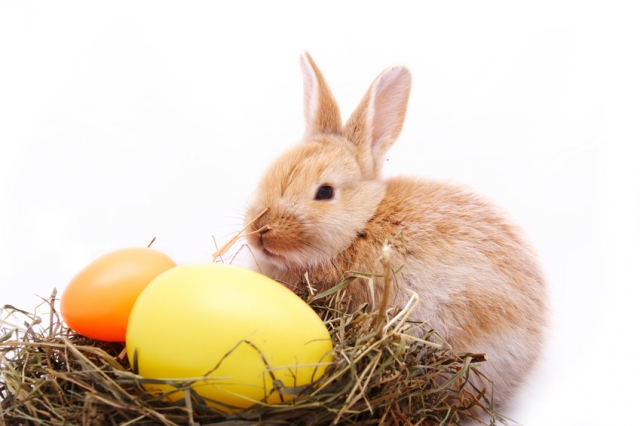 Der Osterhase auf dem Marktplatz für Kleinanzeigen und Shops