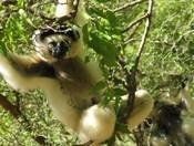 Rundreisen durch Madagaskar