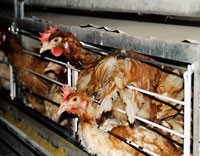 Deutscher Tierhilfe Verband: Zu Ostern gilt auch dieses Jahr: Augen auf beim Eierkauf! Deutscher Tierhilfe Verband: Zu Ostern gilt auch dieses Jahr: Augen auf beim Eierkauf!