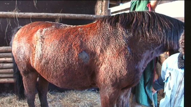 Mit einer Armbrust wurde auf die Tiere im Raum Jena geschossen Mit einer Armbrust wurde auf die Tiere im Raum Jena geschossen