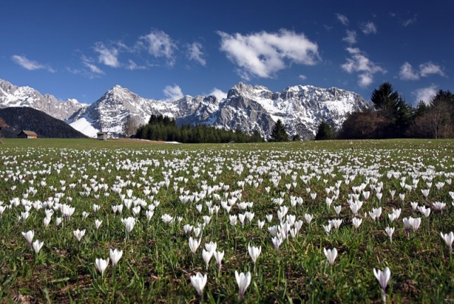 Blick von den blühenden Krokuswiesen auf das schneebedeckte Karwendel, wo der Osterbrunch stattfinde