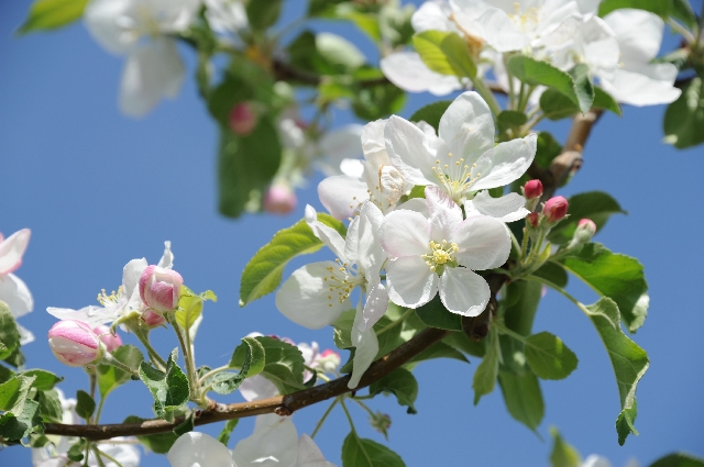 Die Baumblüte in Südtirol ist ein sinnliches Schauspiel der Natur. In Lana wird 14 Tage darauf gefei Die Baumblüte in Südtirol ist ein sinnliches Schauspiel der Natur. In Lana wird 14 Tage darauf gefei