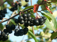 Aroniabeeren der Sorte Nero. Am Elberadwe bei Coswig findet man Westeuropas größte Aronia-Plantage.