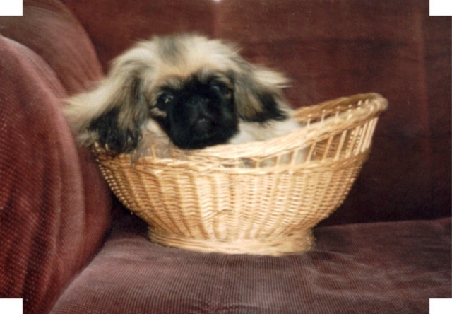 Tiere sind keine Ostergeschenke