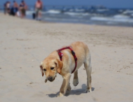 Hunde haben es gut, wenn sie mit in den Urlaub dürfen. Foto: Medienbüro Gäding/ Marcel Gäding Hunde haben es gut, wenn sie mit in den Urlaub dürfen. Foto: Medienbüro Gäding/ Marcel Gäding