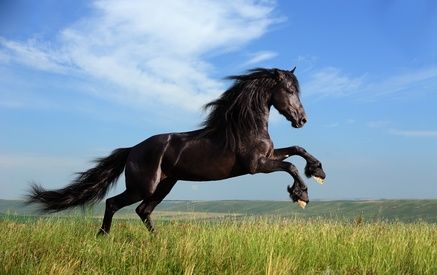 Die Rhion Pferdehaftpflicht bietet optimalen Schutz für Pferde, Ponys und Esel Die Rhion Pferdehaftpflicht bietet optimalen Schutz für Pferde, Ponys und Esel
