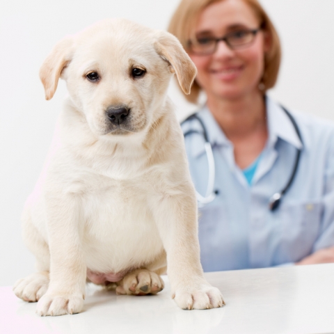 Schutz bei Krankheit und Unfall bietet die Hundekrankenversicherung Schutz bei Krankheit und Unfall bietet die Hundekrankenversicherung