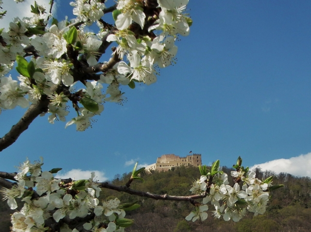 Radeln und Wandern zur Obstbaumblüte und Rapsblüte an der Deutschen Weinstraße Radeln und Wandern zur Obstbaumblüte und Rapsblüte an der Deutschen Weinstraße