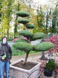 Bonsai für dne Garten - wunderschön Bonsai für dne Garten - wunderschön