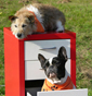 Trick Dogs in Aktion: Die vierbeinigen Stars beherrschen mehr als 150 verschiedene Tricks. Trick Dogs in Aktion: Die vierbeinigen Stars beherrschen mehr als 150 verschiedene Tricks.