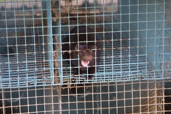 Arbeitskreis humaner Tierschutz e.V. deckt illegale Nerzfarm in Rahden (NRW) auf Arbeitskreis humaner Tierschutz e.V. deckt illegale Nerzfarm in Rahden (NRW) auf