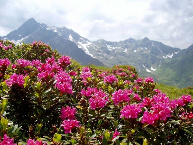 Das Defereggental in Osttirol zeigt sich zur Almrosenblüte im rot-grünen Landschaftsrausch. Das Defereggental in Osttirol zeigt sich zur Almrosenblüte im rot-grünen Landschaftsrausch.