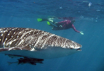 Schnorcheln mit Walhaien in Westaustralien Schnorcheln mit Walhaien in Westaustralien