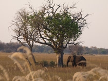 Elefant im KaZa-Gebiet, Botswana Elefant im KaZa-Gebiet, Botswana