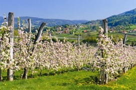 Wenn in der Oststeiermark eine halbe Million Obstbäume blühen, trägt die ganze Region weiß-rosa Wenn in der Oststeiermark eine halbe Million Obstbäume blühen, trägt die ganze Region weiß-rosa