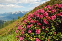 Almrosen (Silberregion Karwendel)