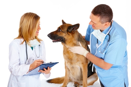 Die Hunde-OP-Versicherung ist eine optimale Vorsorge bei einem chirurgischen Eingriff. Die Hunde-OP-Versicherung ist eine optimale Vorsorge bei einem chirurgischen Eingriff.
