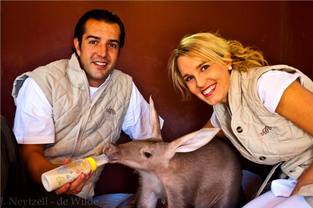 Baby Erdferkel Piglet mit seinen Pflegeeltern Joe und Corli Schoeman vom Tswalu Kalahari Private Gam Baby Erdferkel Piglet mit seinen Pflegeeltern Joe und Corli Schoeman vom Tswalu Kalahari Private Gam