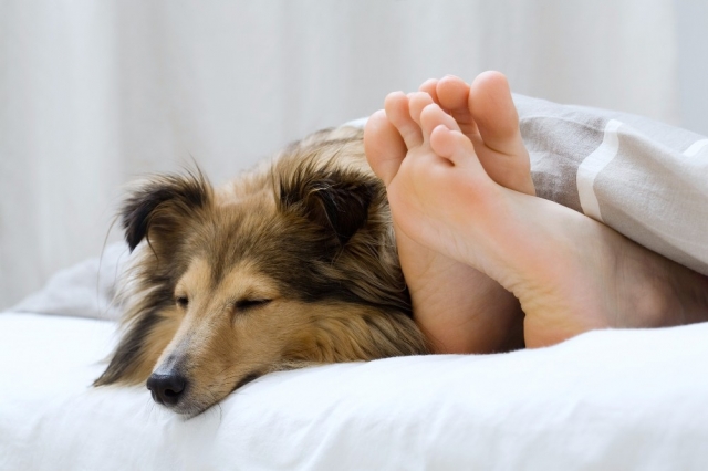 Orthopädische Hundebetten von DoggyBed
