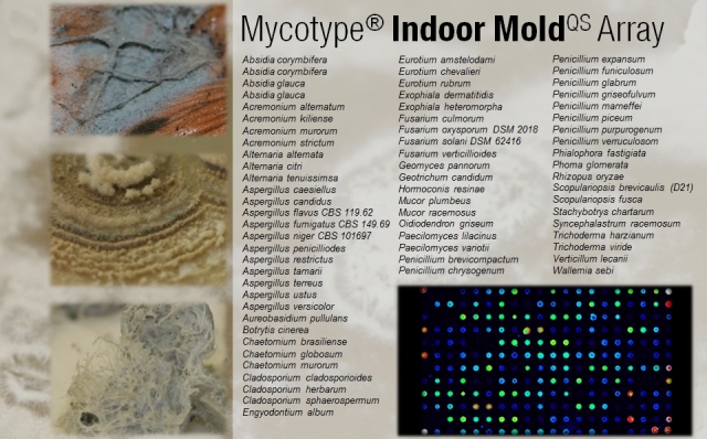 Der Mycotype® Indoor MoldQS Array identifiziert und differenziert 42 Schimmelpilzarten, 8 Gattungen 