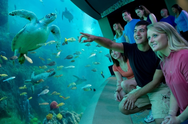 Neu eröffnet - TurtleTrek in SeaWorld Orlando Neu eröffnet - TurtleTrek in SeaWorld Orlando