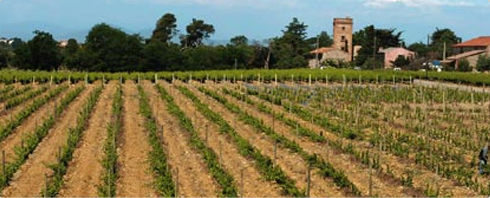 Lafage Rosés aus Frankreich