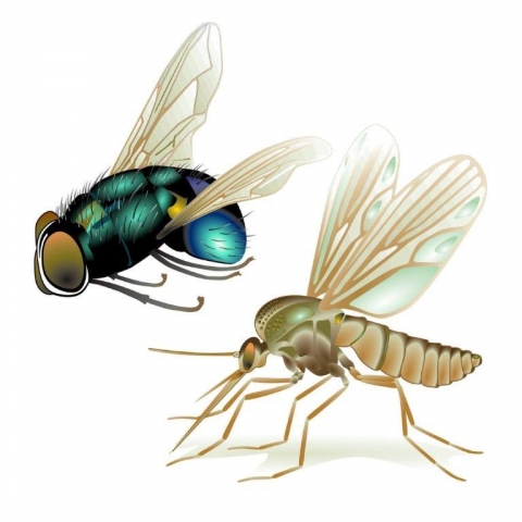 Fliege, Mücke, Wespe&Co. sind nicht nur lästig, sie können auch Bakterien und Krankheitserregerübert Fliege, Mücke, Wespe&Co. sind nicht nur lästig, sie können auch Bakterien und Krankheitserregerübert
